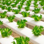 What is Hydroponics?