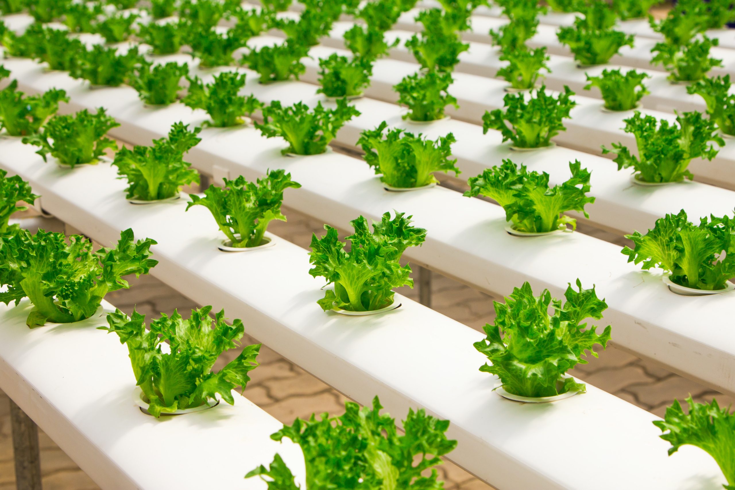 What is Hydroponics?