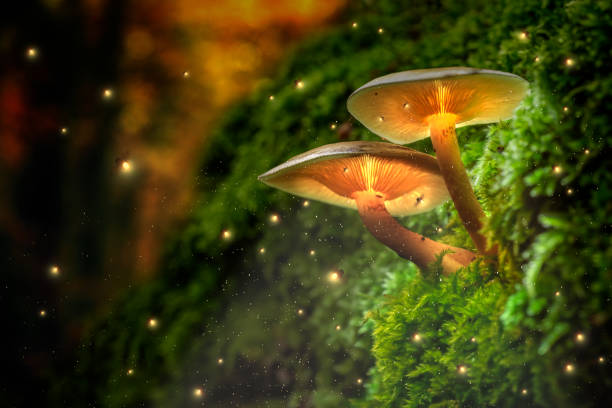 mushroom